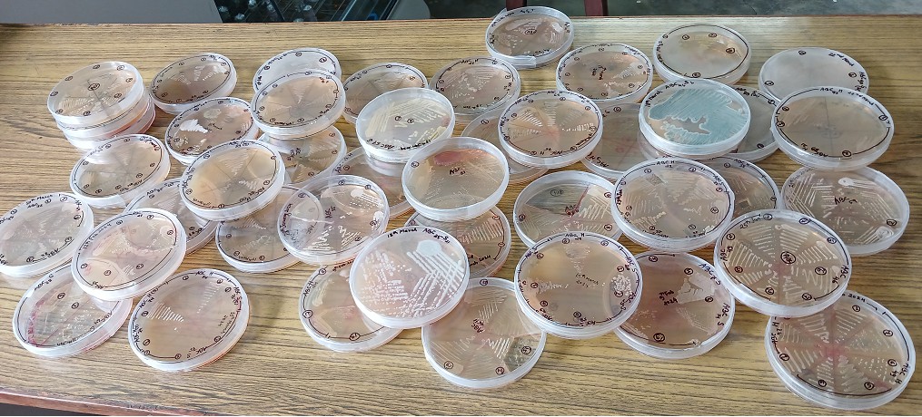 Rare Actinomycetes from Extreme Environments of Nepal