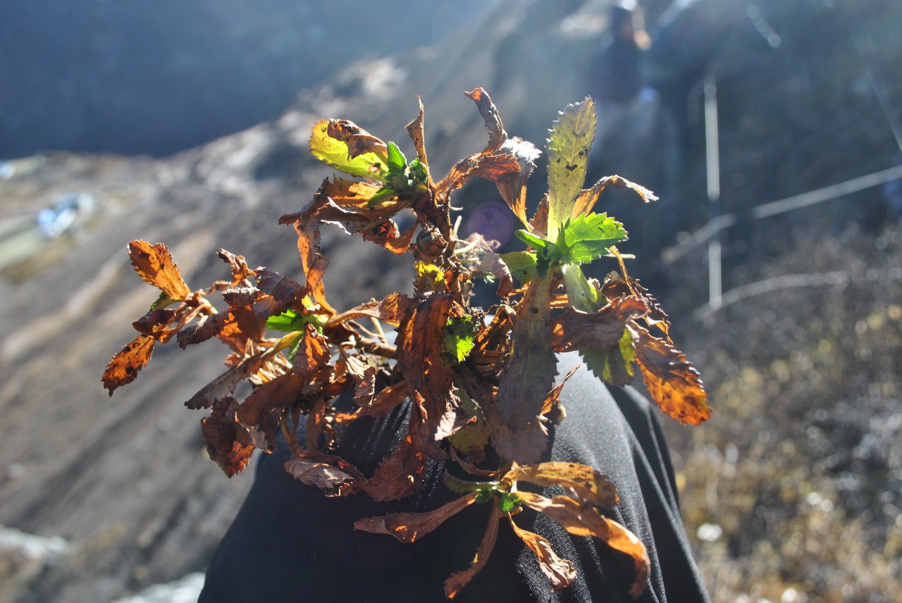 Antidiabetic Neopicrorhiza scrophulariiflora (Kukti) Project